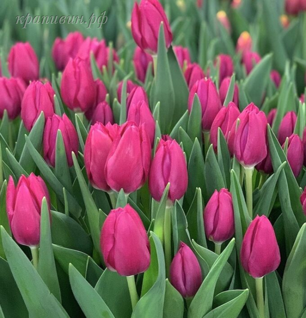 тюльпаны от производителя