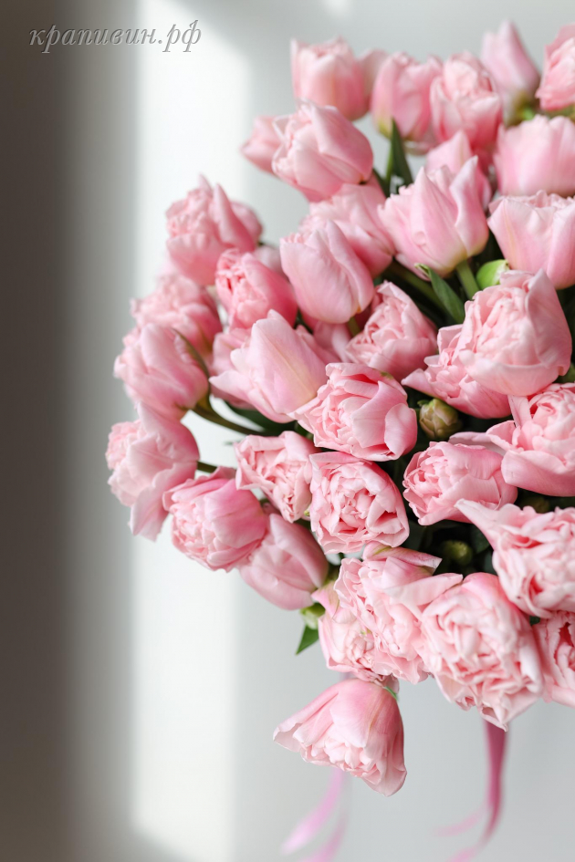 тюльпан дример