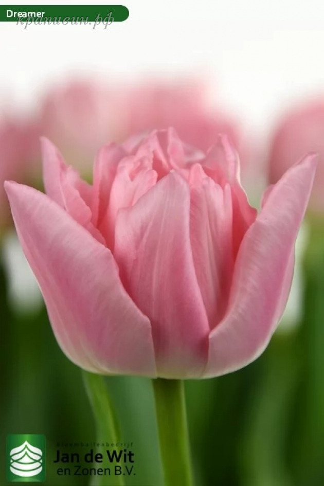 купить тюльпаны оптом