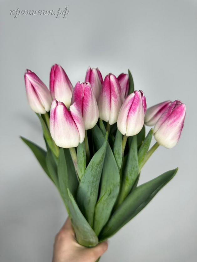 тюльпан симфония