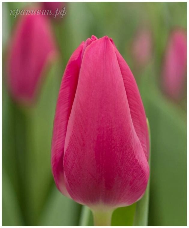 тюльпаны оптом