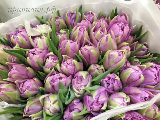тюльпаны оптом купить