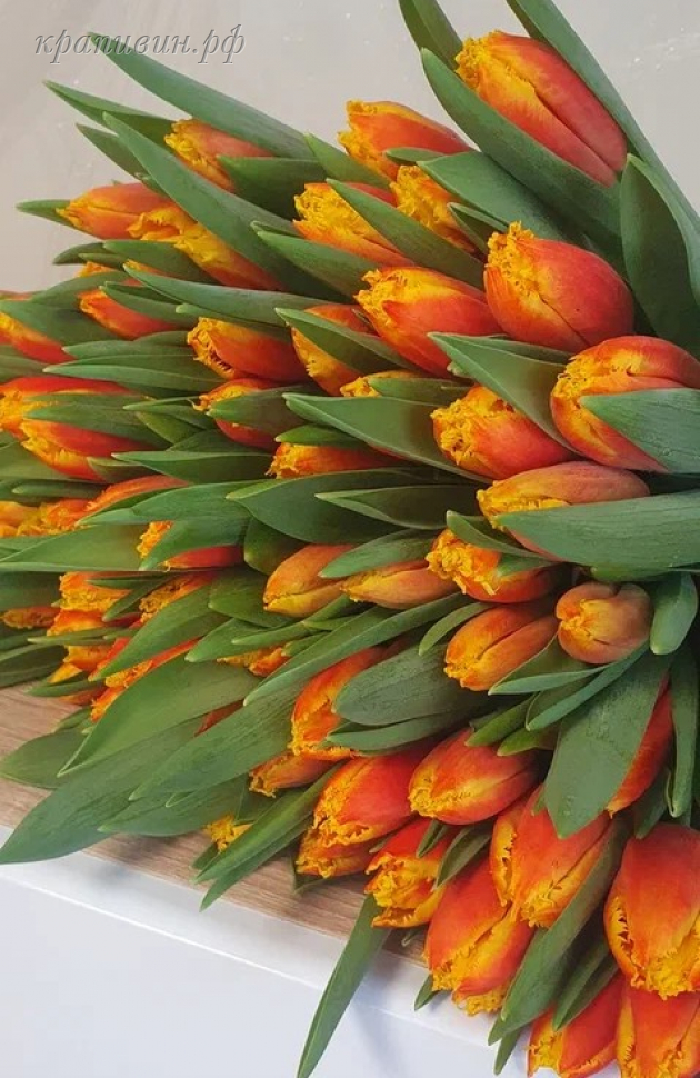 тюльпаны купить оптом