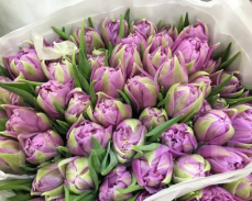 тюльпаны оптом купить