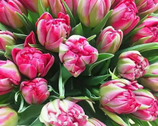 тюльпан флеш поинт