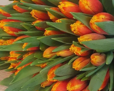 тюльпаны купить оптом