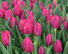 тюльпаны от производителя
