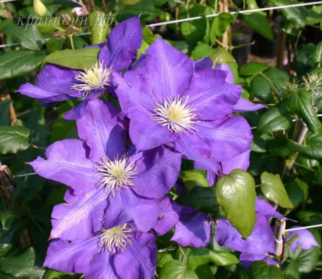 клематис леди бетти балфор группа обрезки