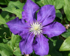 леди бетти балфор клематис