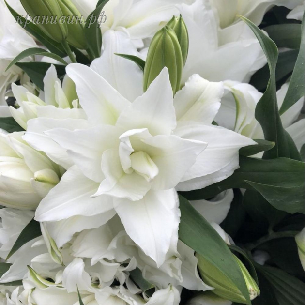 роузлилия Ангела