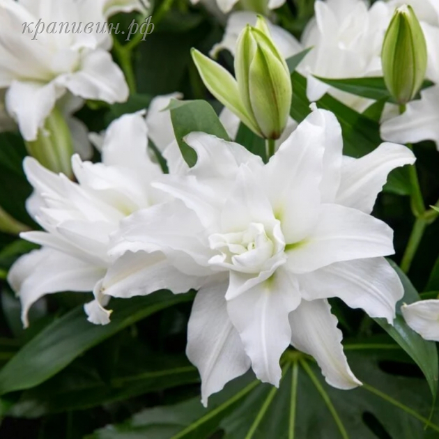 роузлилия анжела