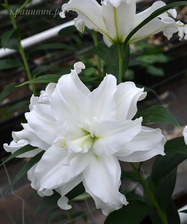 ангела роузлилия