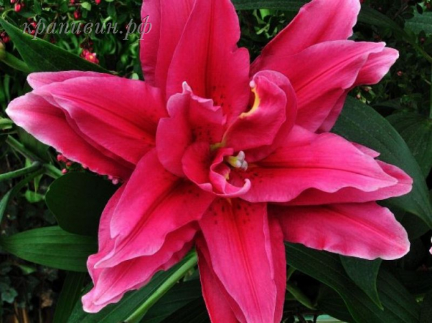 роузлилия елена