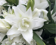 роузлилия Ангела