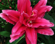 роузлилия елена