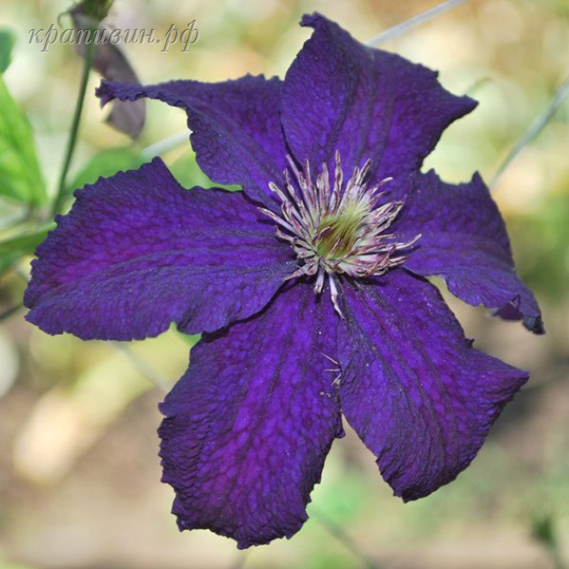 клематис распутин описание сорта