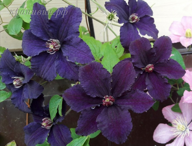 распутин клематис фото и описание