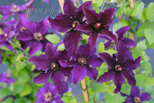 клематис распутин отзывы фото описание