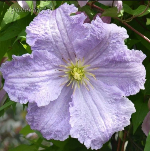 клематис блю энжел