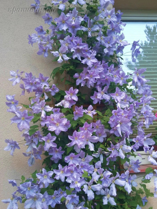 клематис блю энджел