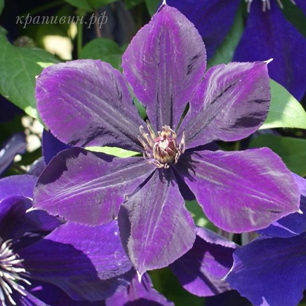 клематис негритянка