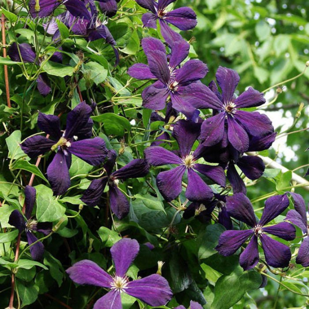 клематис негритянка фото и описание сорта