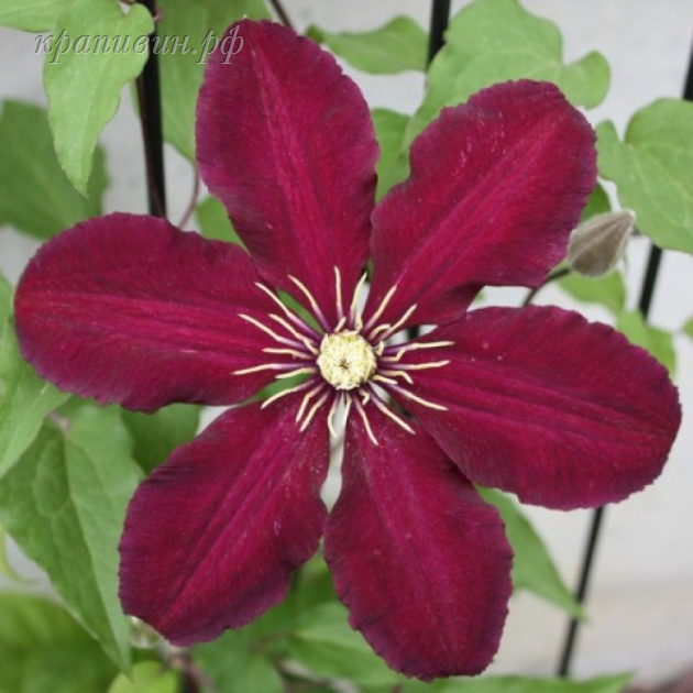 клематис ниобе