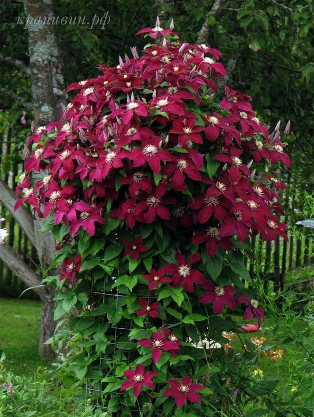 ниобе клематис купить