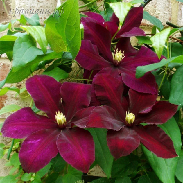 клематис ниобе фото и описание