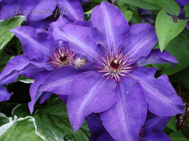 ломонос президент