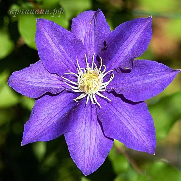 клематис президент