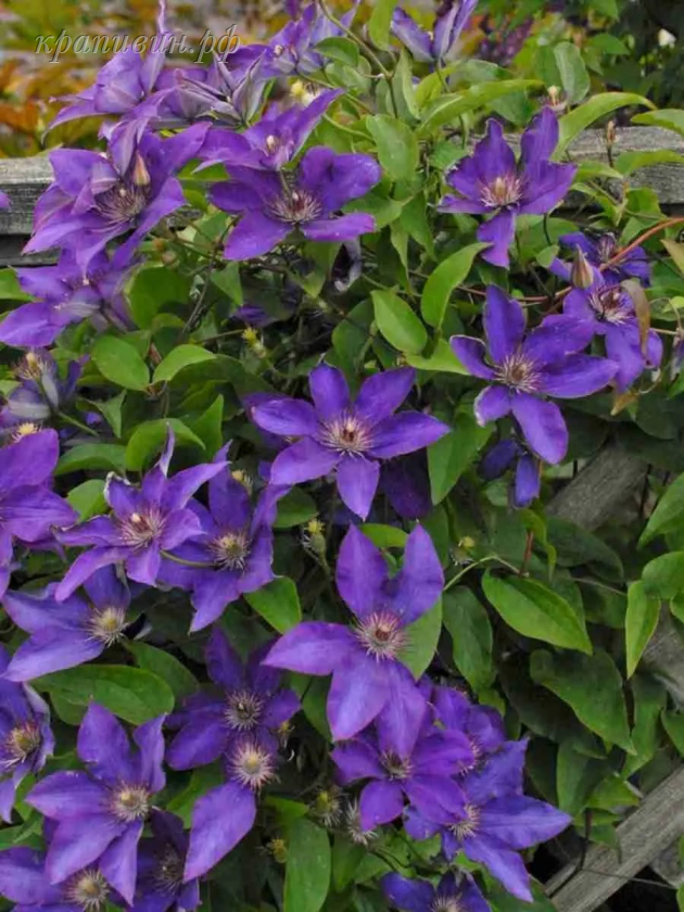 клематис президент фото и описание сорта отзывы