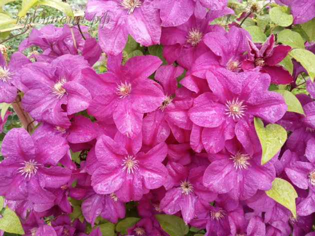 ломонос рахварин