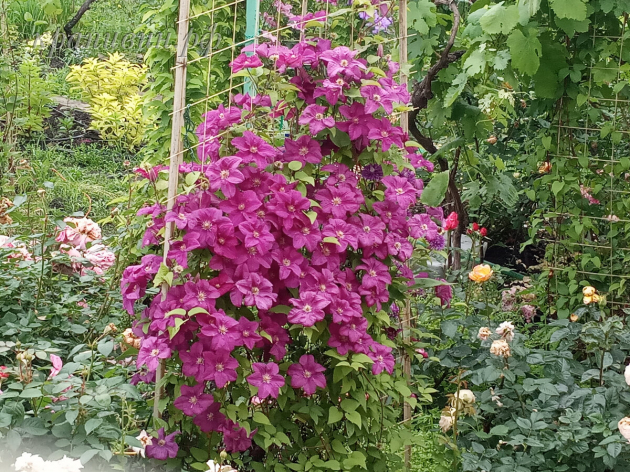 клематис рахварин купить