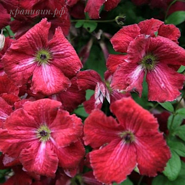 клематис рубра