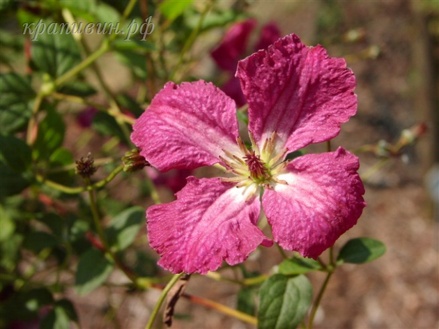 рубра клематис
