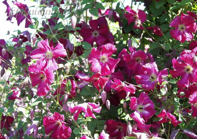 ломонос рубра фото и описание