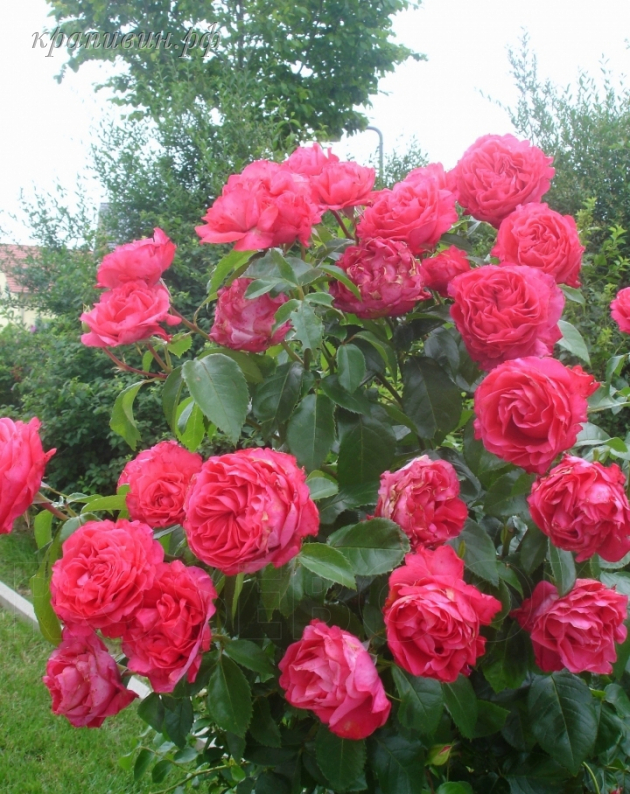 розовые розы Кордеса