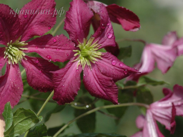 содертелье