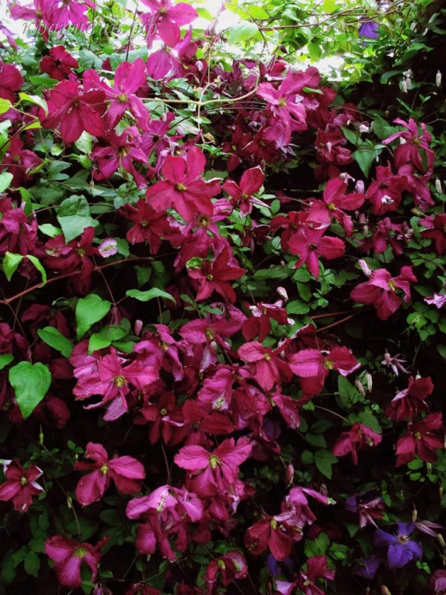 содертелье клематис