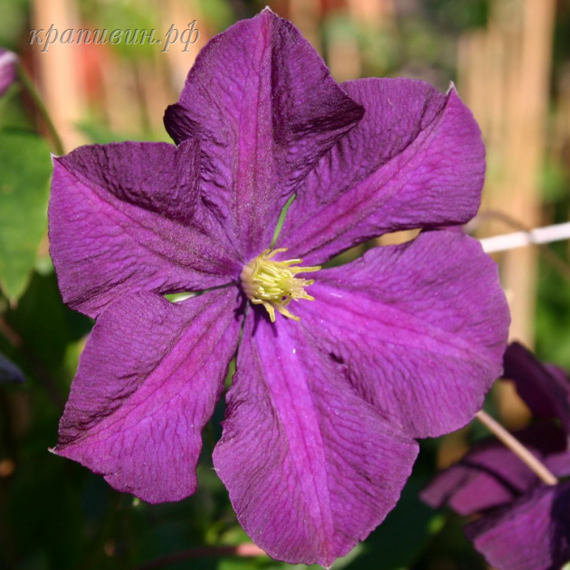 клематис этуаль виолет