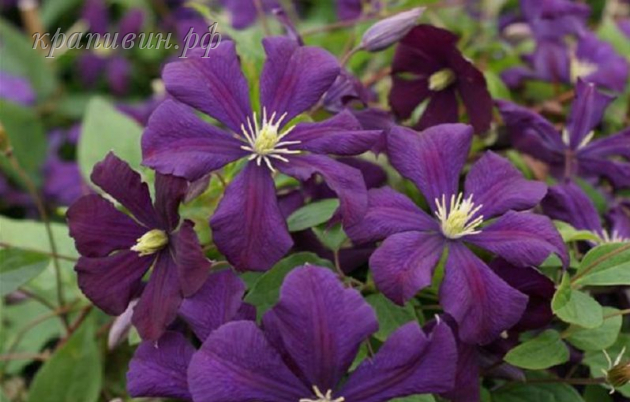 этуаль виолет