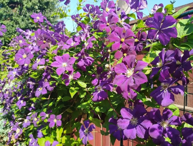 клематис этуаль виолет купить