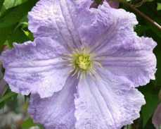 клематис блю энжел