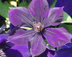 клематис негритянка