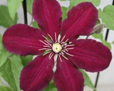 клематис ниобе