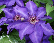 ломонос президент