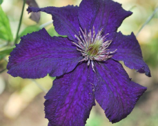 клематис распутин описание сорта