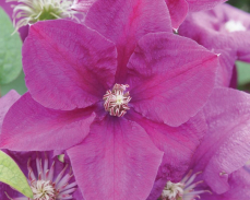 клематис рахварин фото и описание сорта