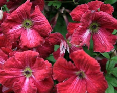 клематис рубра